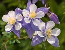 columbine flower